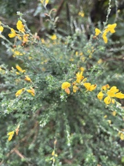 Genista canariensis