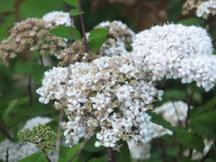 Spiraea fritschiana