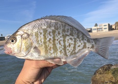 Amphistichus argenteus