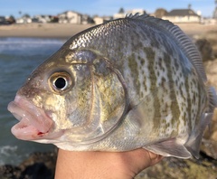Amphistichus argenteus
