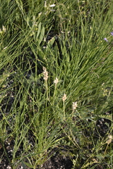 Astragalus jelenevskyi