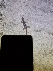 Phyllodactylus baurii