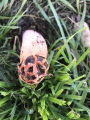 Lysurus periphragmoides