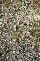 Melampyrum argyrocomum