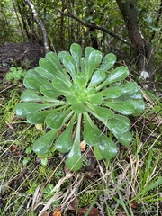 Aeonium urbicum