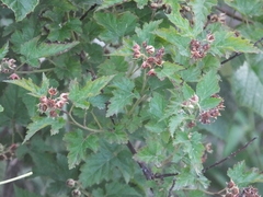 Rubus crataegifolius