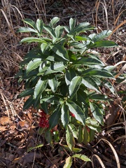 Ardisia crenata