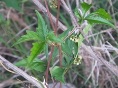Ampelopsis japonica