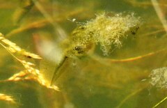 Hyla arborea