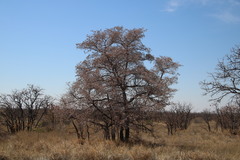 Combretaceae