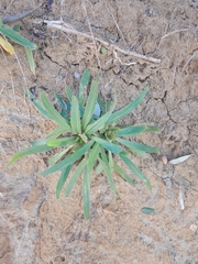 Plantago serraria image