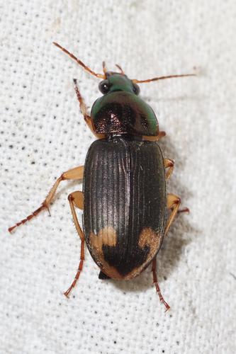 Chlaenius conformis