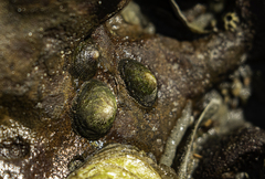 Siphonaria pectinata