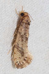Tineidae