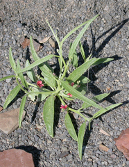 Microcharis disjuncta