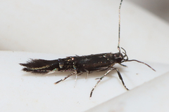 Cosmopterix