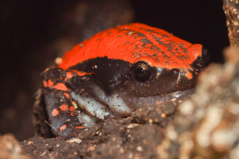 灼熱のアフリカ West African Rubber Frog (Phrynomantis microps) · iNaturalist