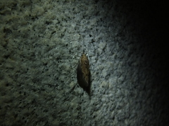 Hypocala deflorata