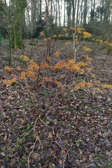Hamamelis mollis
