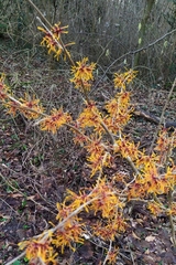 Hamamelis mollis