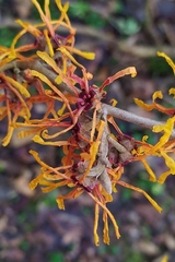 Hamamelis mollis
