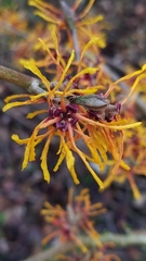 Hamamelis mollis