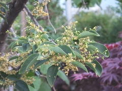 Symplocos paniculata