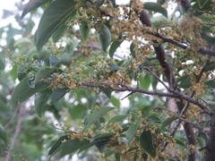 Symplocos paniculata