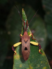 Melucha biolleyi image