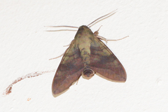 Nephele comma