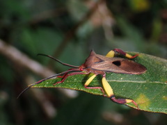 Melucha biolleyi