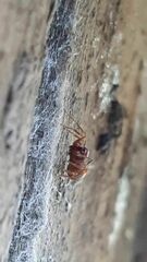 Mecysmauchenius segmentatus