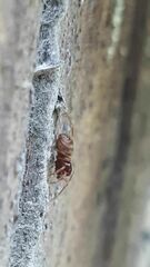 Mecysmauchenius segmentatus