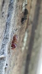 Mecysmauchenius segmentatus