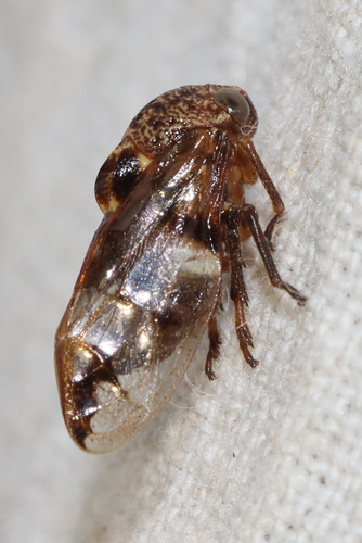 Enderleinia bispina