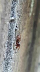 Mecysmauchenius segmentatus