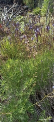 Lavandula
