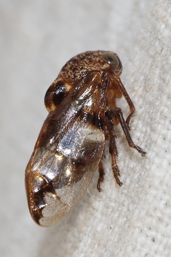 Enderleinia bispina