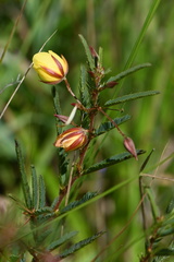Chamaecrista mimosoides