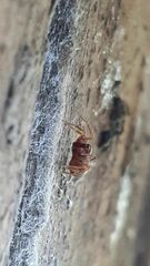 Mecysmauchenius segmentatus