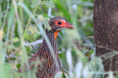 Pternistis rufopictus
