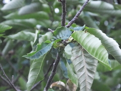 Dryocosmus kuriphilus