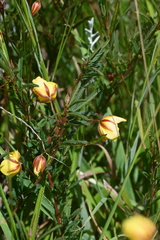 Chamaecrista mimosoides