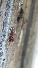 Mecysmauchenius segmentatus