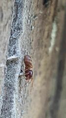 Mecysmauchenius segmentatus
