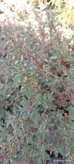 Forsskaolea