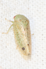Batracomorphus