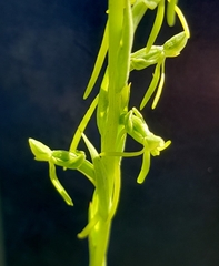 Habenaria filicornis