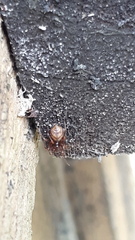 Mecysmauchenius segmentatus