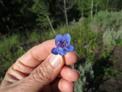 Penstemon cyananthus